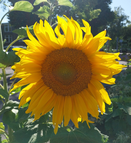 Zonnebloem 