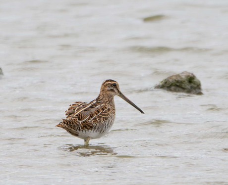 Watersnip