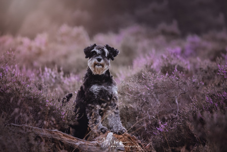 Fluffy vibes op de heide