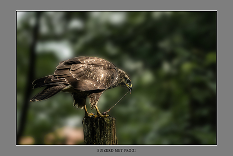 Buizerd