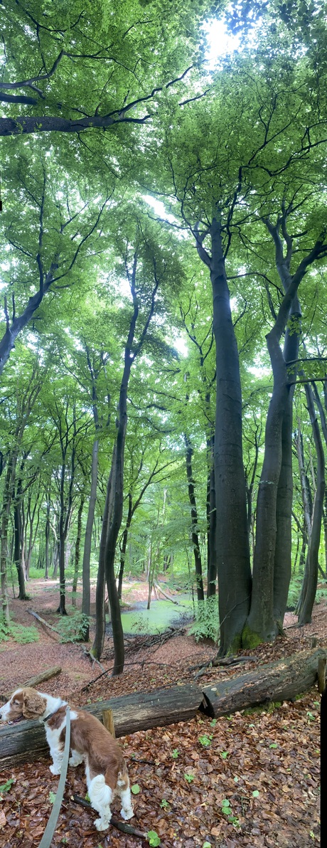 Panorma
