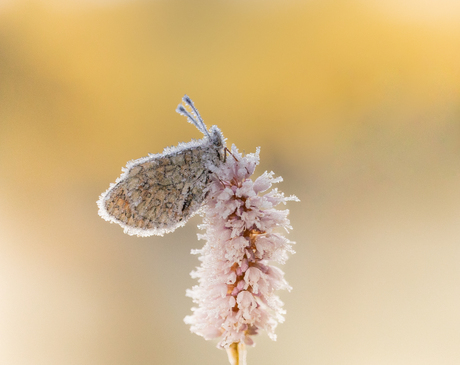 Brrrr......koud hè?