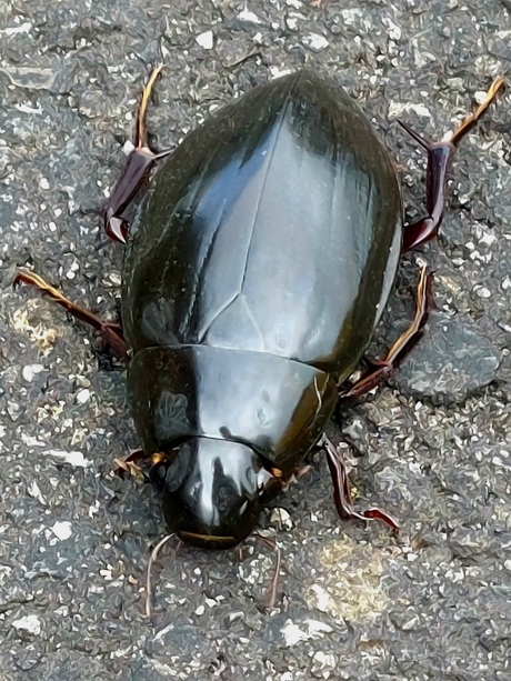 Grote spinnende watertor