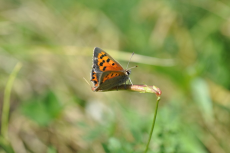 The rusting butterfly 