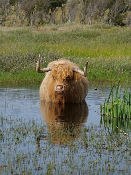 Hooglander zoekt verkoeling