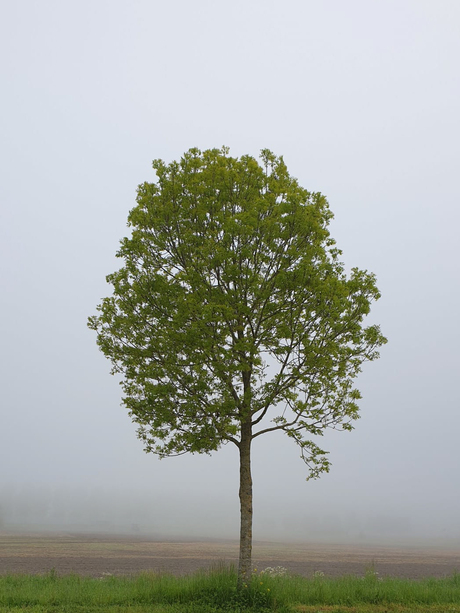Eenzame boom?
