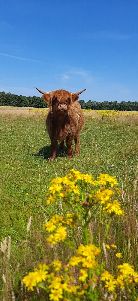 schotse hooglanders