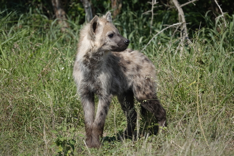 Baby hyena