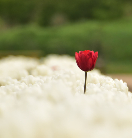 Pluktuin in Pannerden