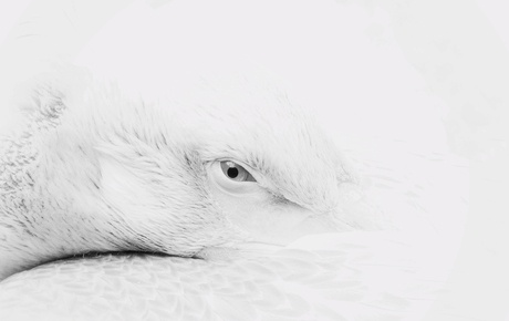 High key kroeskoppelikaan 