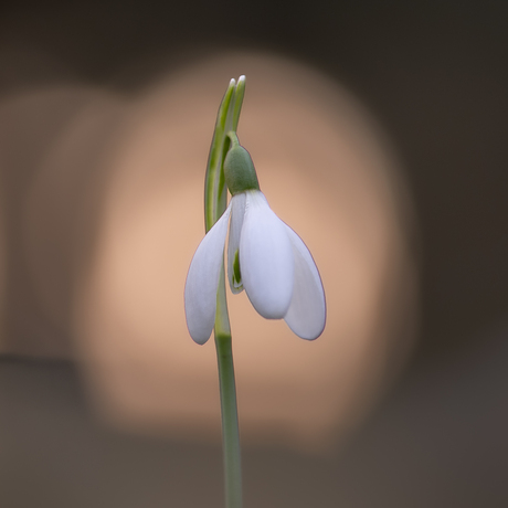 Sneeuwklokje 25-01-2026