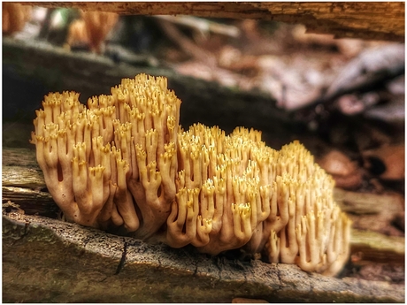 Ramaria stricta 