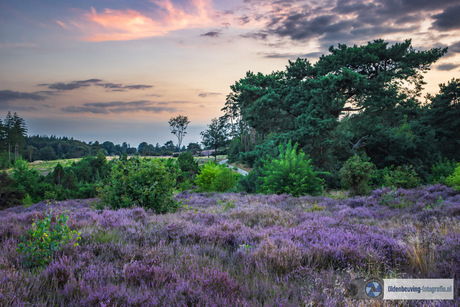 the sky and the purple colors 