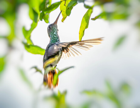 Kolbe hangend in de lucht