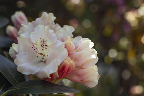 Rhododendron