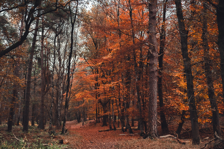 Herfst in het bos