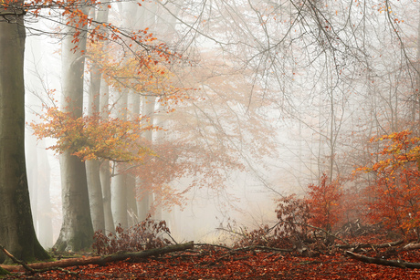Herfst in de mist