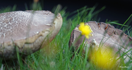 "Paddenstoelen..."