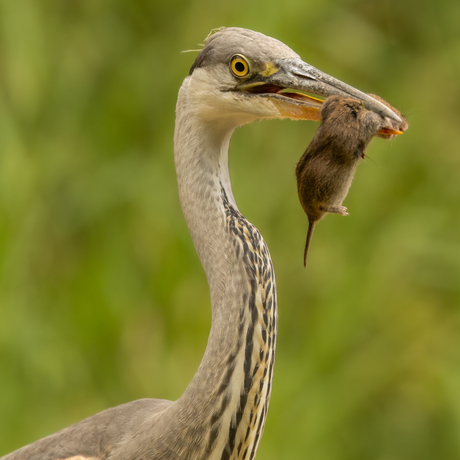 Reiger met bosmuis