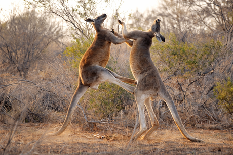 Kleine meningsverschil, grote sprongen!