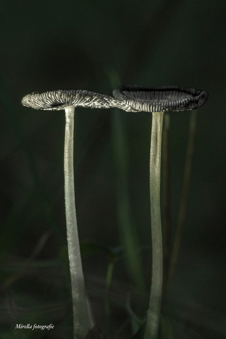 Hazenpootje Paddenstoelen 