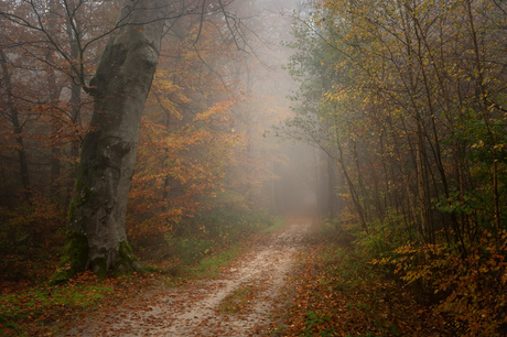 Mistige herfstochtend