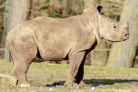 New born fotoshoot: De baby neushoorn