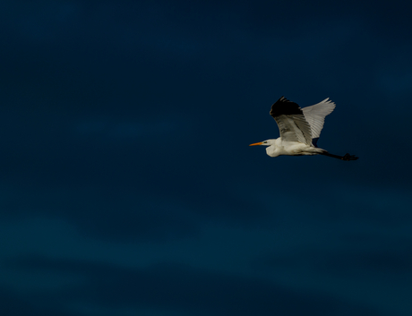 Witte reiger