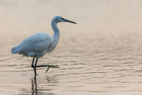 Kleine Zilverreiger