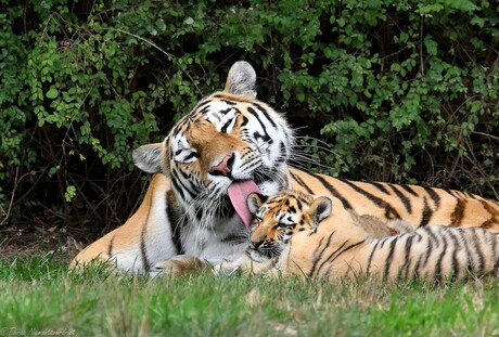Tiger Love