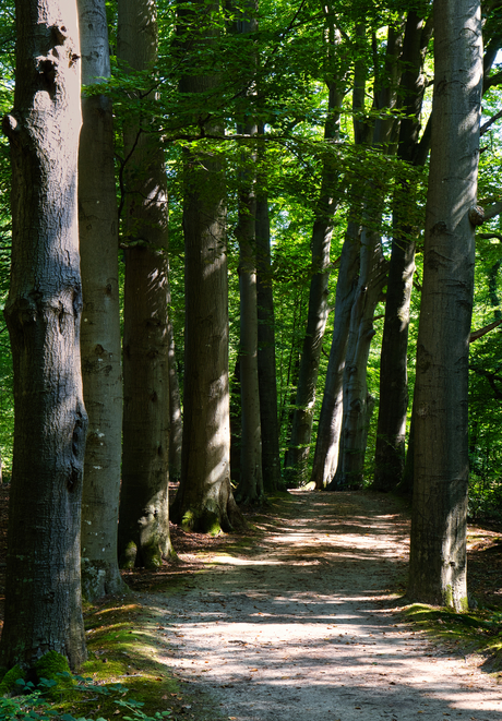 Schaduwspel met bomen, Veluwe
