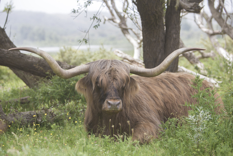 Schotse Hooglander in het gras