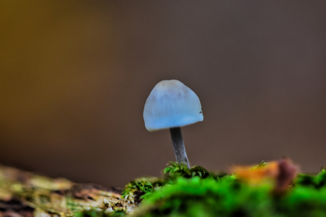 Lonely mushroom
