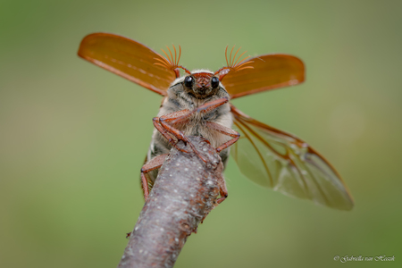 Aren't you forgetting something? One wing? - De laatste uit de serie meikevers 😉, voor nu. Het was erg leuk om ze vast te mogen leggen. - foto door GabriellavanHeezik op 23-05-2025 - locatie: Zanderij Maarn, Maarn, Nederland - deze foto bevat: nikon corporation, nikon d7500, 105.0 mm f/2.8, iso 200, diafragma ƒ/6.3, sluitertijd 1/400s, brandpuntafstand 105mm, insect, geleedpotige, van dichtbij, ongedierte, macrofotografie, bestuiver, parasitisme