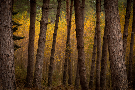Herfst
