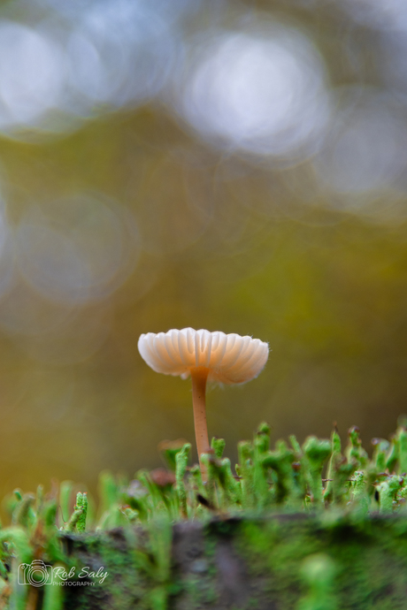 paddenstoelen