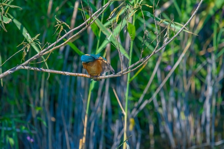 Ijsvogel