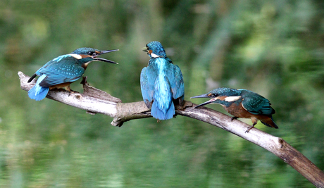 Mam we hebben honger,ijsvogel jongen