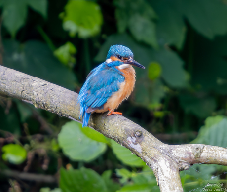 IJsvogel