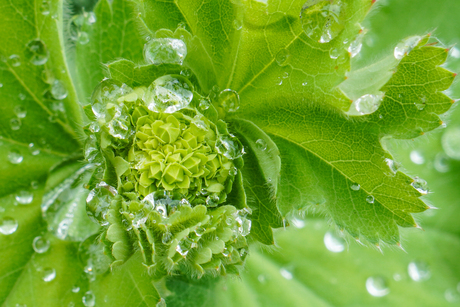 dauwdruppels op bloem(blad)