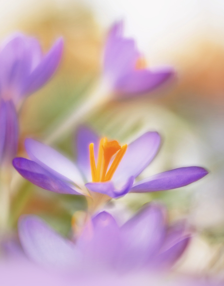 Spring make my happy - Lensbaby velvet 28 - foto door loeffen_zoom op 21-02-2023 - deze foto bevat: canon, canon eos 6d mark ii, iso 100, sluitertijd 1/50s, bloem, plant, paars, bloemblaadje, sneeuw krokus, terrestrische plant, bloeiende plant, detailopname, saffraan krokus, macro fotografie