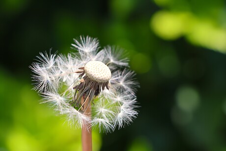 Paardenbloem