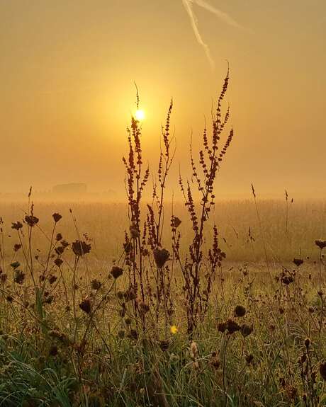 Ochtend zon