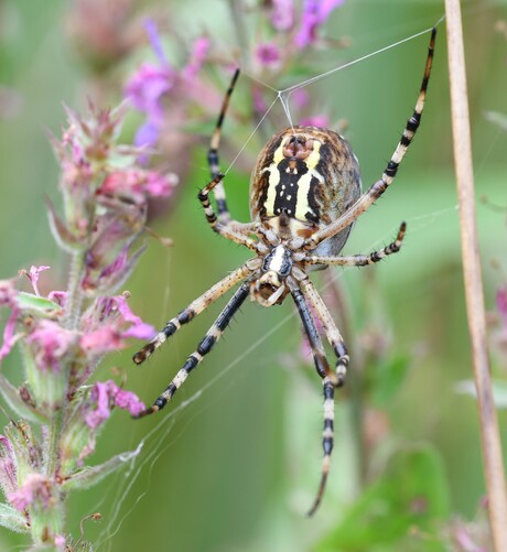 Wespspin onderzijde met de spintepels en kleine kaakjes