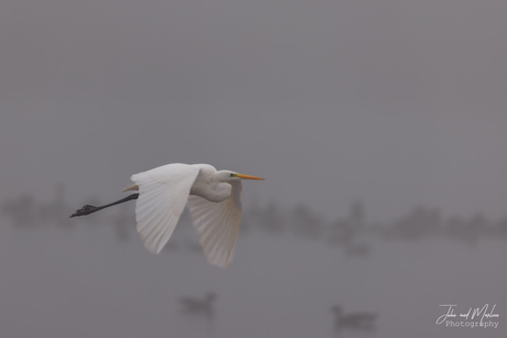 Grote zilverreiger