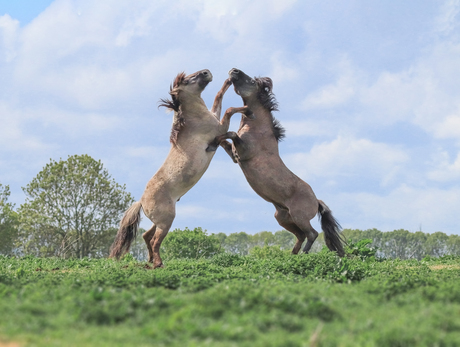 Steigerende konikpaarden