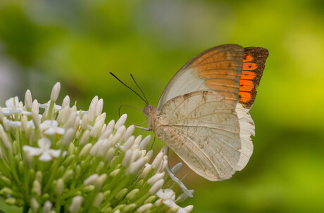 Hebomoia glaucippe 