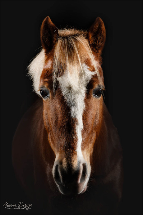 Lucky, Welsh Pony