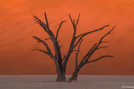 Deadvlei 