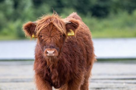 Schotse hooglander